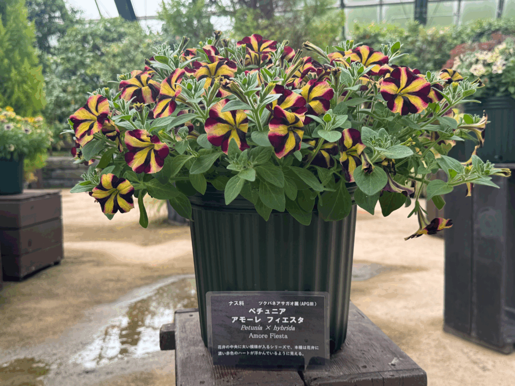 百合が原公園の温室内「ペチュニアフェア」で見られる華やかな黄赤バイカラーの「アモーレ フィエスタ」