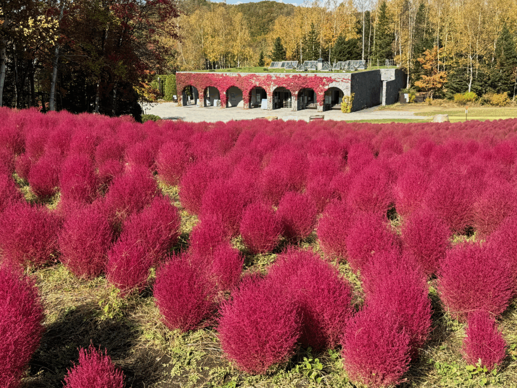 真っ赤に染まったコキアと、蔦がからむアーチ状の建物が美しい国営滝野すずらん丘陵公園の秋の風景