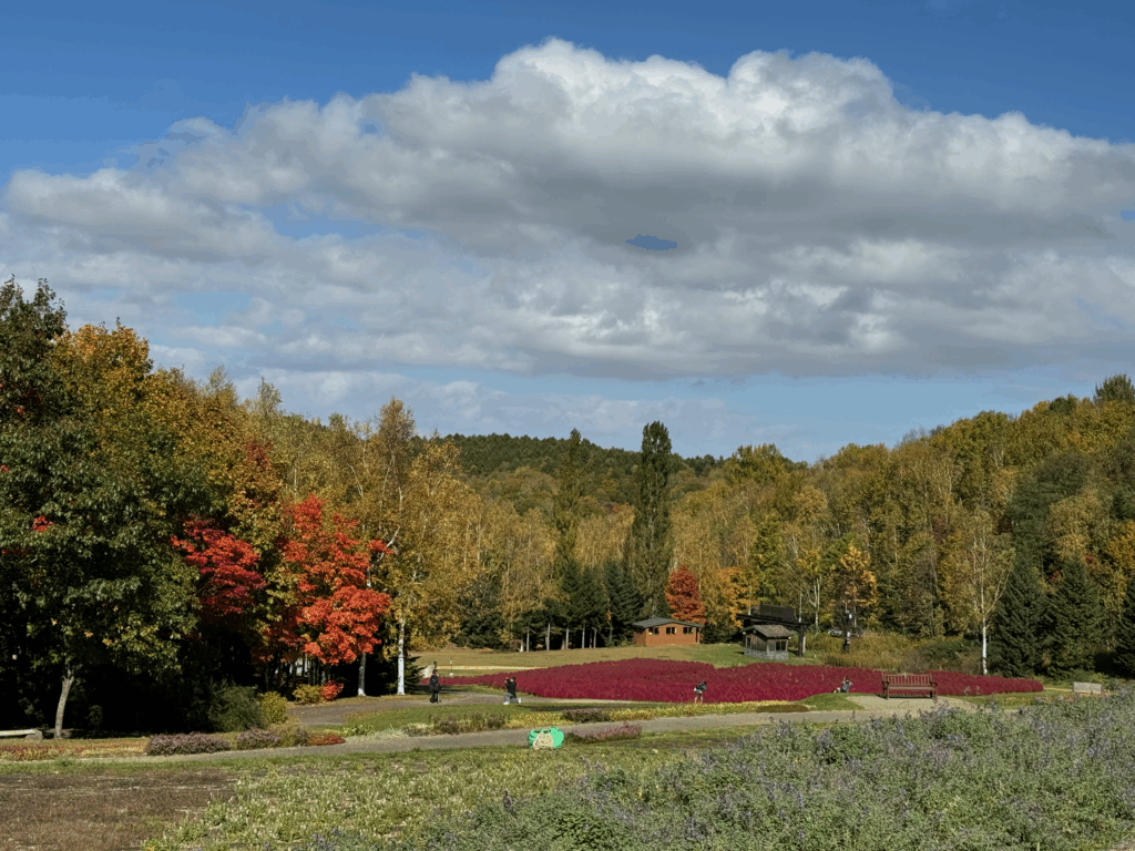 紅葉した木々と真っ赤なコキアが丘を彩る、秋の国営滝野すずらん丘陵公園の絶景