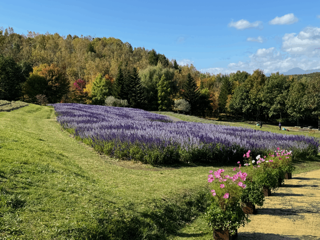 国営滝野すずらん丘陵公園の秋、満開のラベンダーと色づいた紅葉の丘の風景