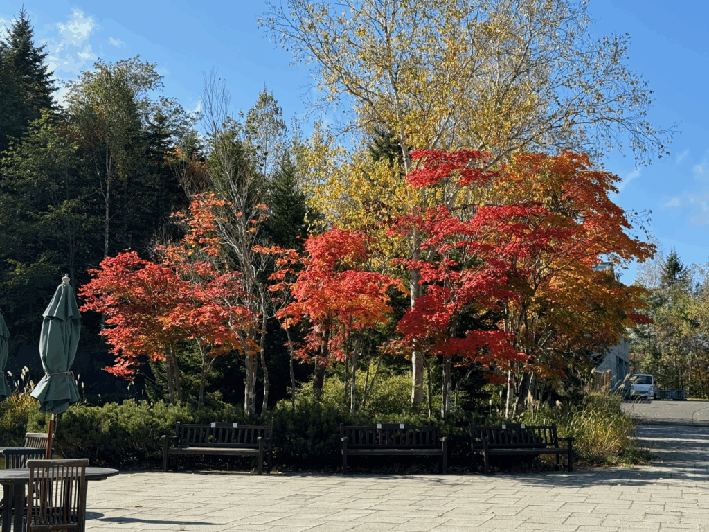 赤や黄に染まった紅葉とベンチが並ぶ静かな広場の様子、国営滝野すずらん丘陵公園の秋