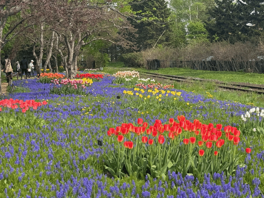 百合が原公園の旧線路沿いに咲く赤・黄・白のチューリップと一面に広がるムスカリの美しい風景