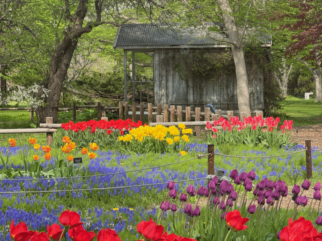 百合が原公園のチューリップガーデンに咲く赤・黄・紫の花と、背景にあるレトロな木造小屋