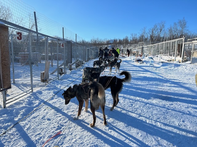 アビスコの犬ぞりツアー出発地点で待機する多数のアラスカンハスキーと雪景色