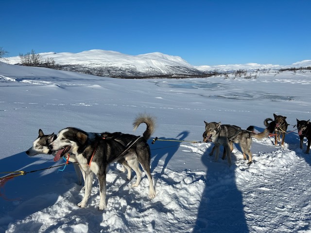 雪の上で休憩中にこちらを見つめる犬ぞり用の犬たちと北欧の山々